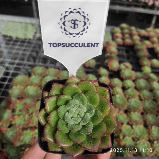 T1506 キャロル（7cm pot）