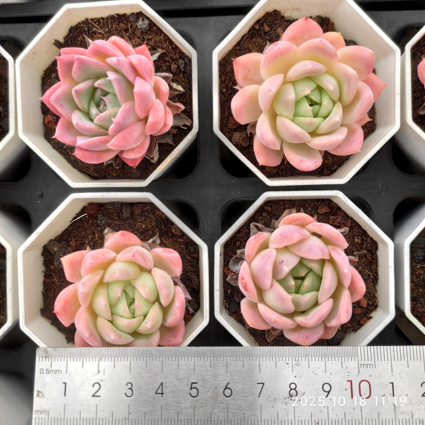 YBB323 アイス　クィーン（7cm pot）