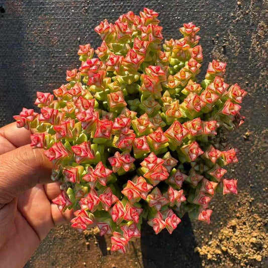 25793 クラッスラ　ルペストリス