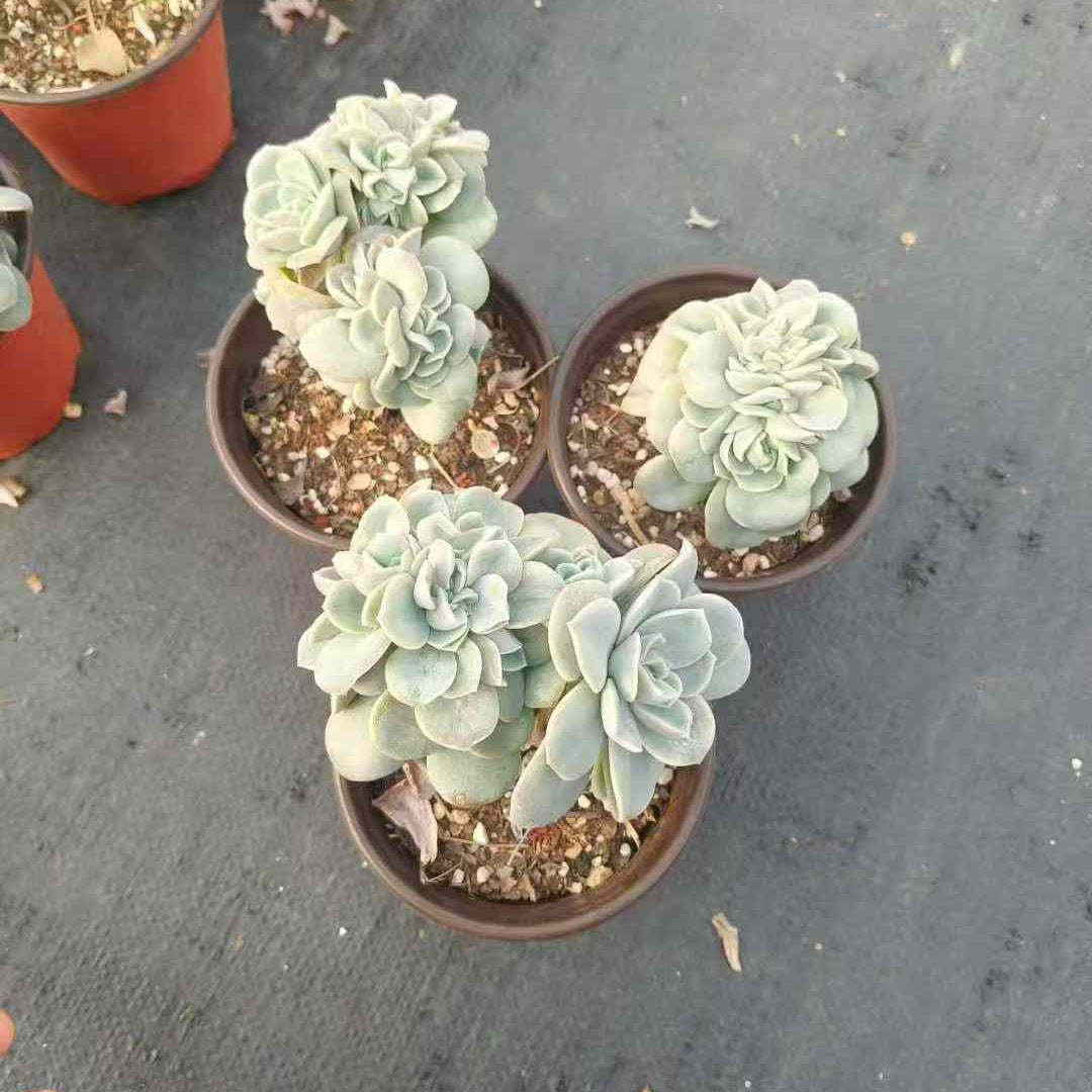 23599 ラブリーローズ綴化（12cm pot）