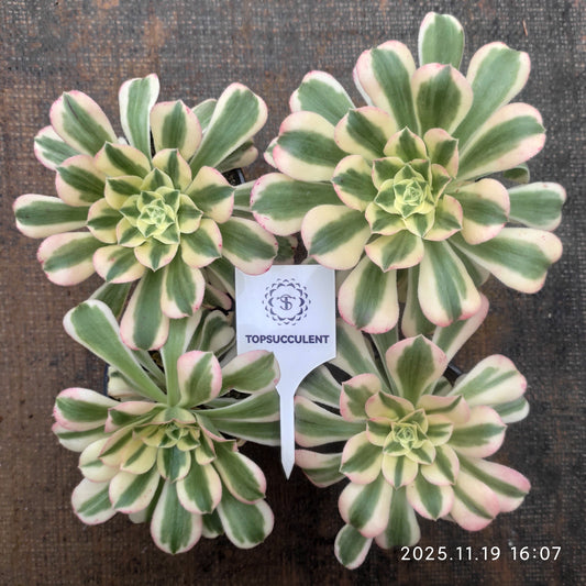 22734 アエオニウム　マバハ（9cm pot）