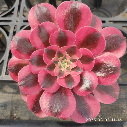 GDX018 ウィッチ（11cm pot）