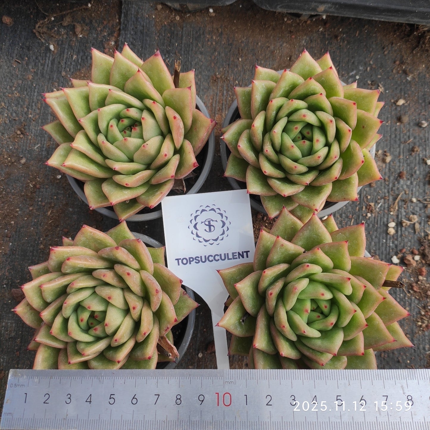 17568 バンプドゥマリア（9cm pot）