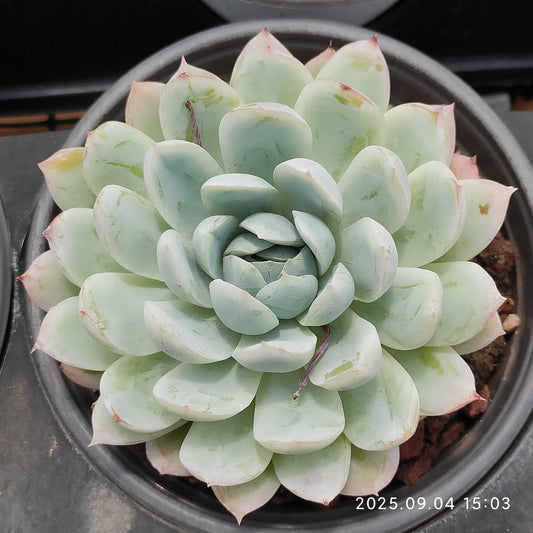 MMY1261 ゴーストバースト（12cm pot）
