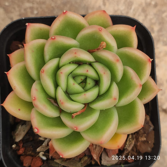 ZZA019 ラサガー x アギャボイデズ（7cm pot）