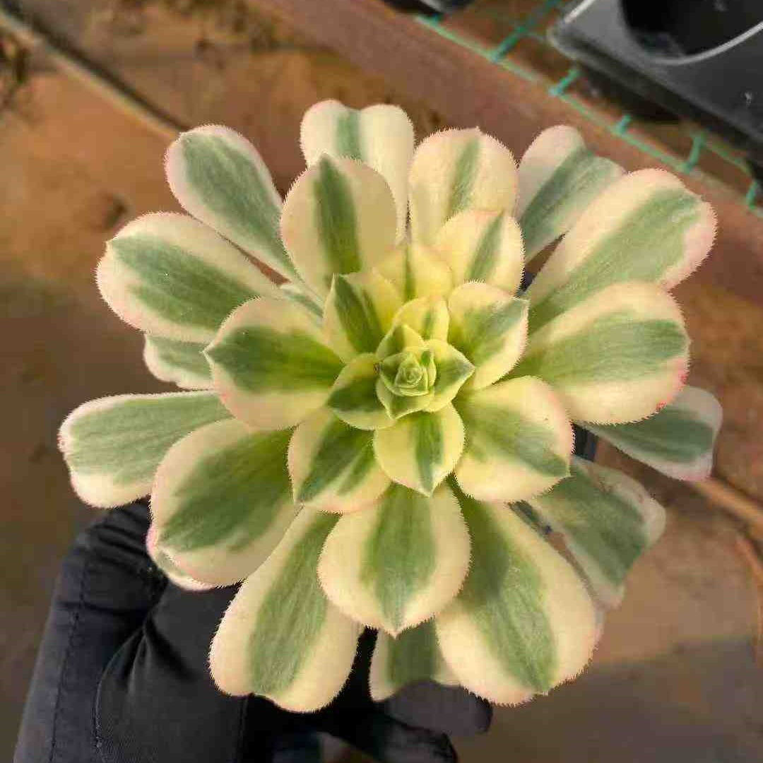 22734 アエオニウム　マバハ