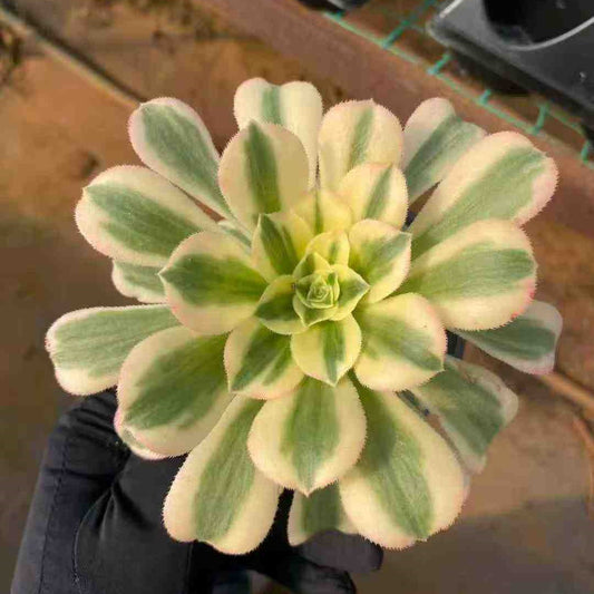 22734 アエオニウム　マバハ