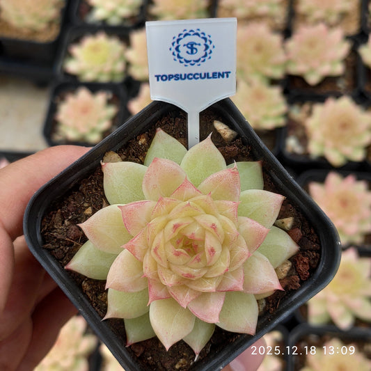 16198 エメラルド