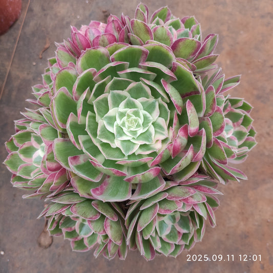 THH065 ピーコック　フェザーズ（18cm pot）