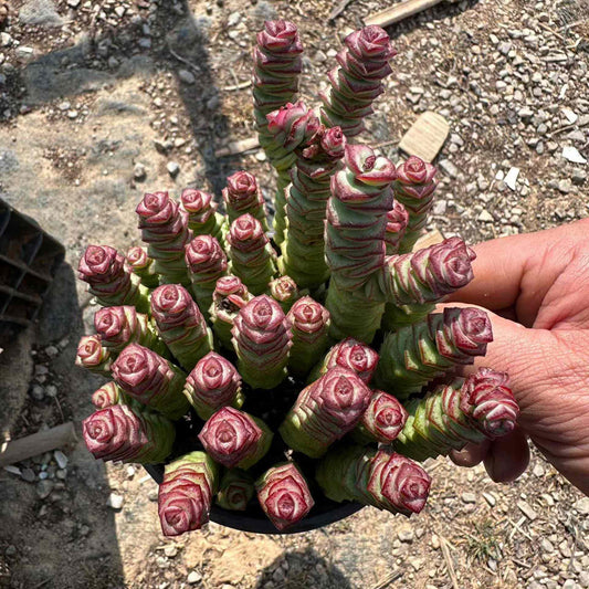 25195 パーフォーラッター