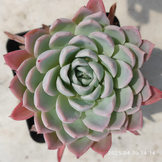YBB151 バイオレット（6.5cm pot）
