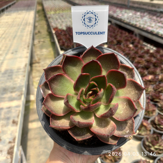 21956 トラフィックライト