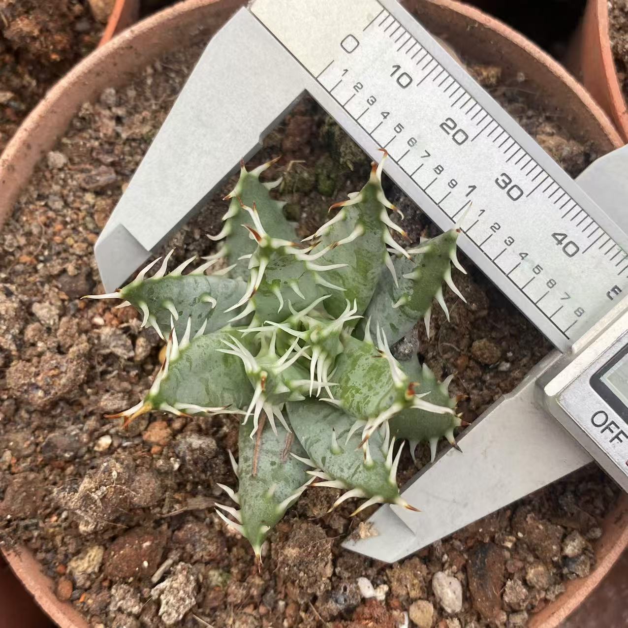 ZL519 エリナケア（4.5cm pot）