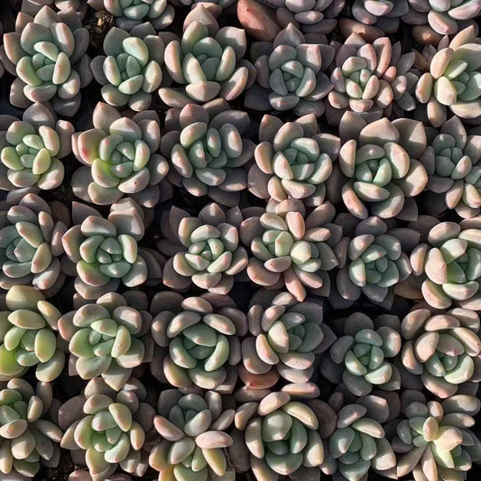 23452 OPアイスグリーン（3cm pot）（ポット苗）