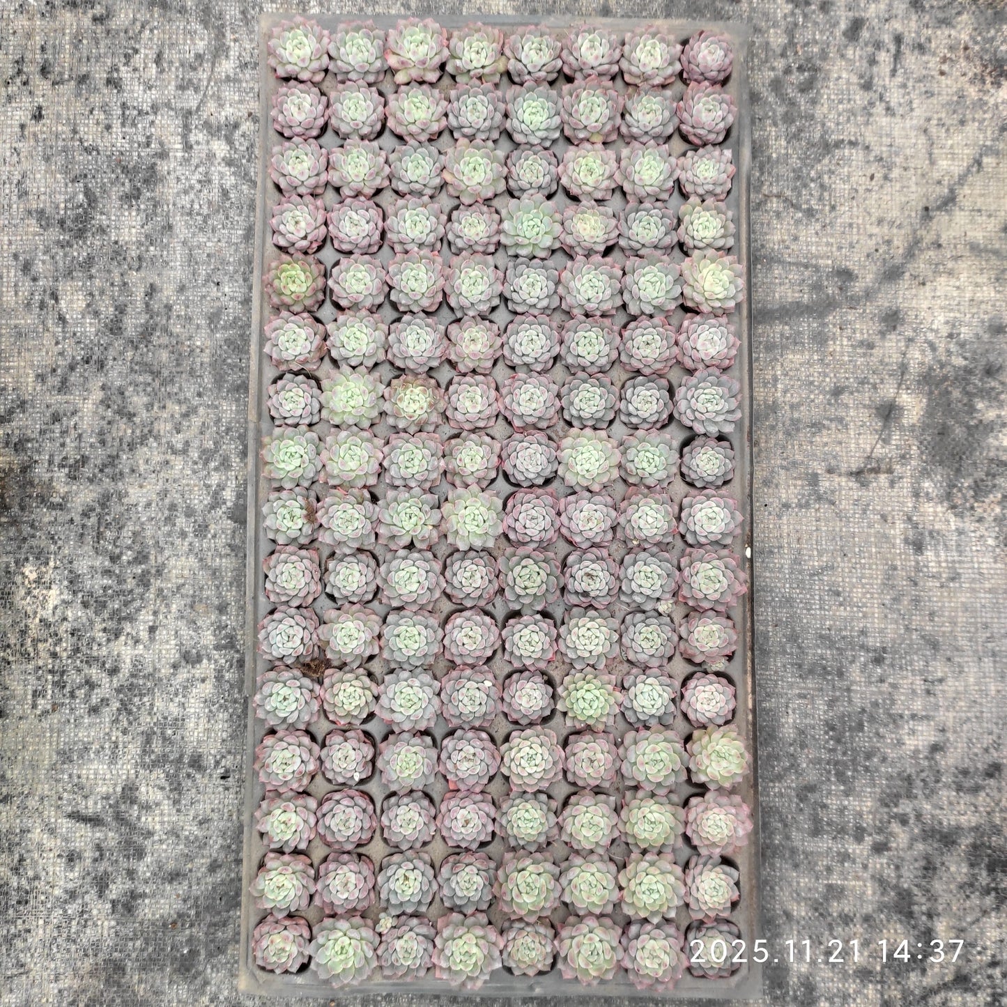 20665  ウィートデュー（3cm pot）（ポット苗）