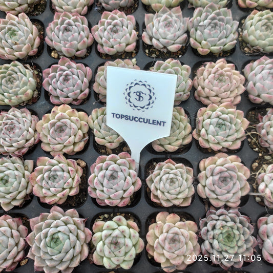 22398 アイラッシュ　クィーンHyb（3cm pot）（ポット苗）