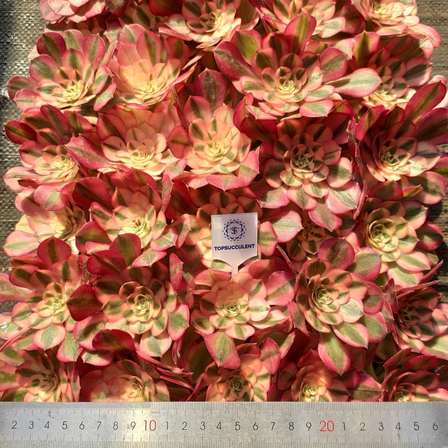 24616 チェリー　ブロッサムズ