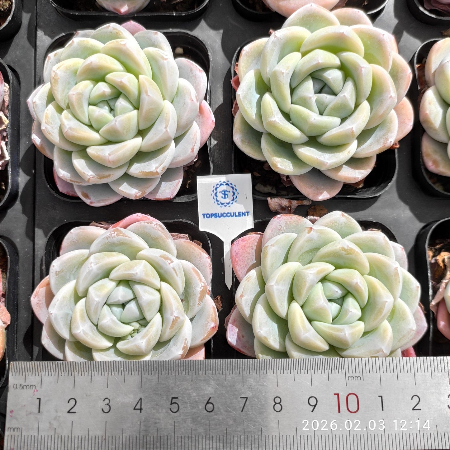 25626 ジェイドバタフライ