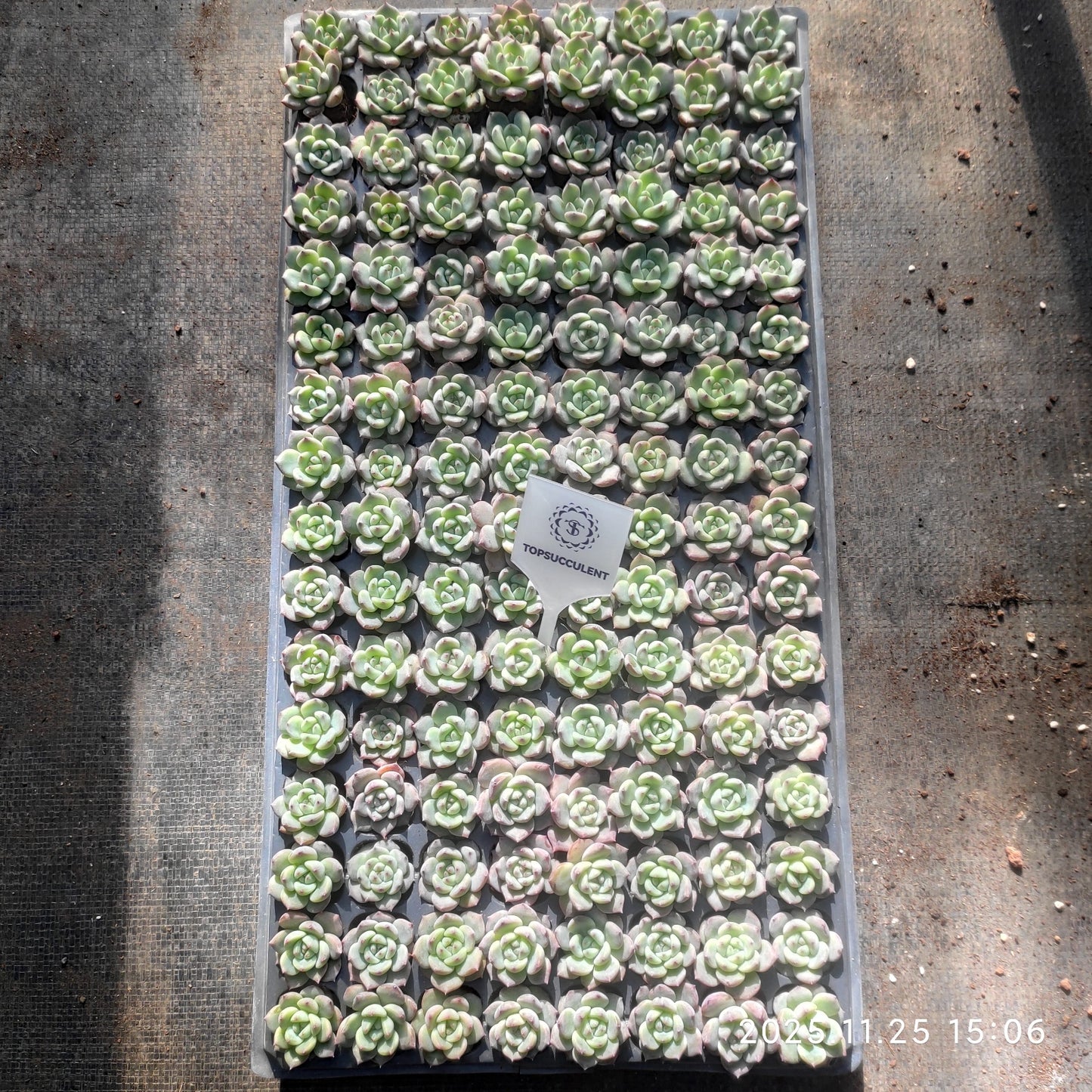 220621 ラブバードズHyb（3cm pot）（ポット苗）