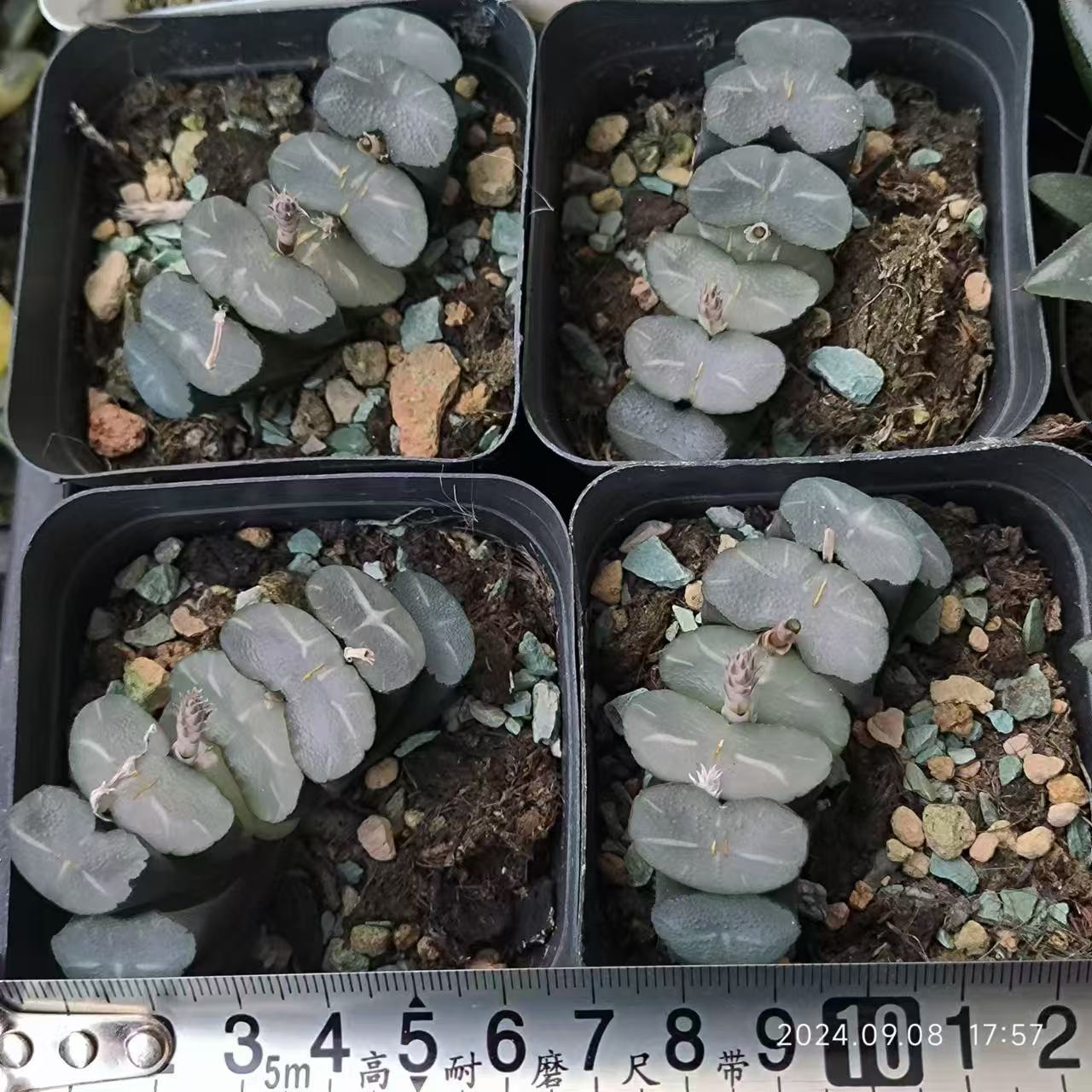 13180 大久保玉扇