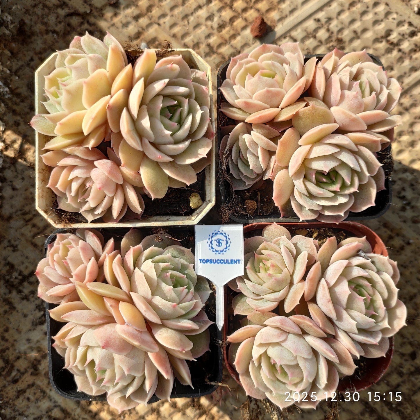 24133 オウンスロー