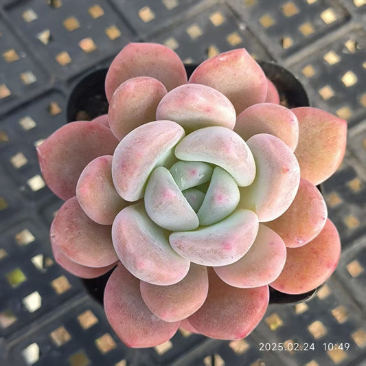 LG617 opアイスグリーン (6.5cm pot)