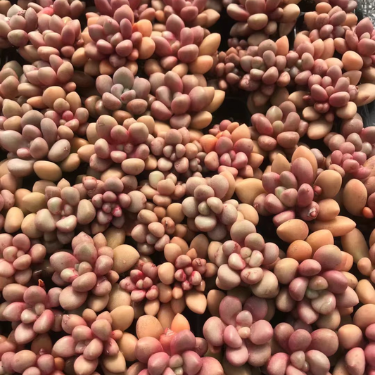 23377 アバンギャルド（3cm pot）（ポット苗）