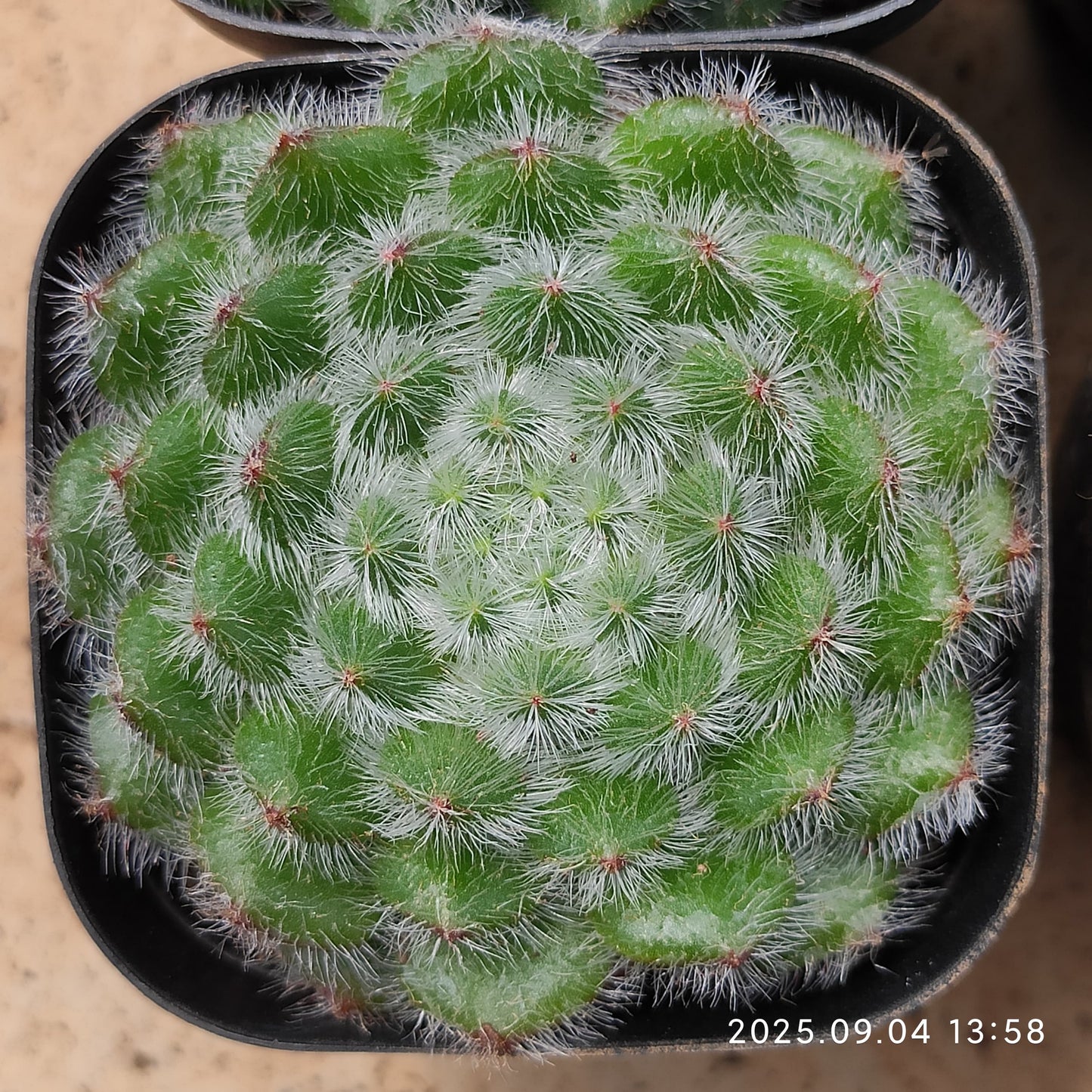 MMY634 ゴールデン フルーツ（6.3cm pot）