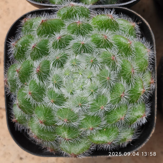 MMY634 ゴールデン フルーツ（6.3cm pot）