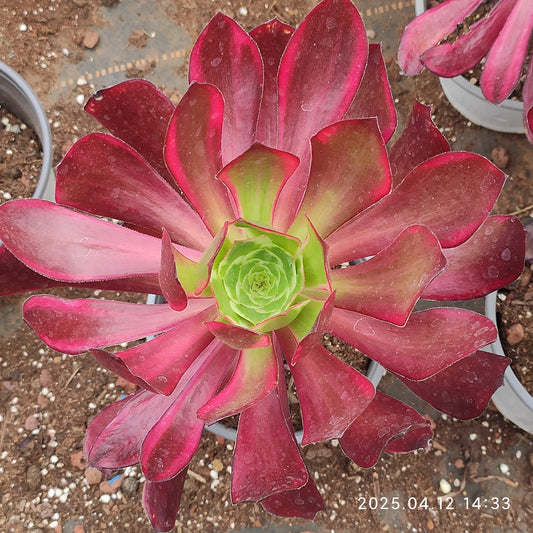 YF438 パープル　スウォロー（310cm pot）