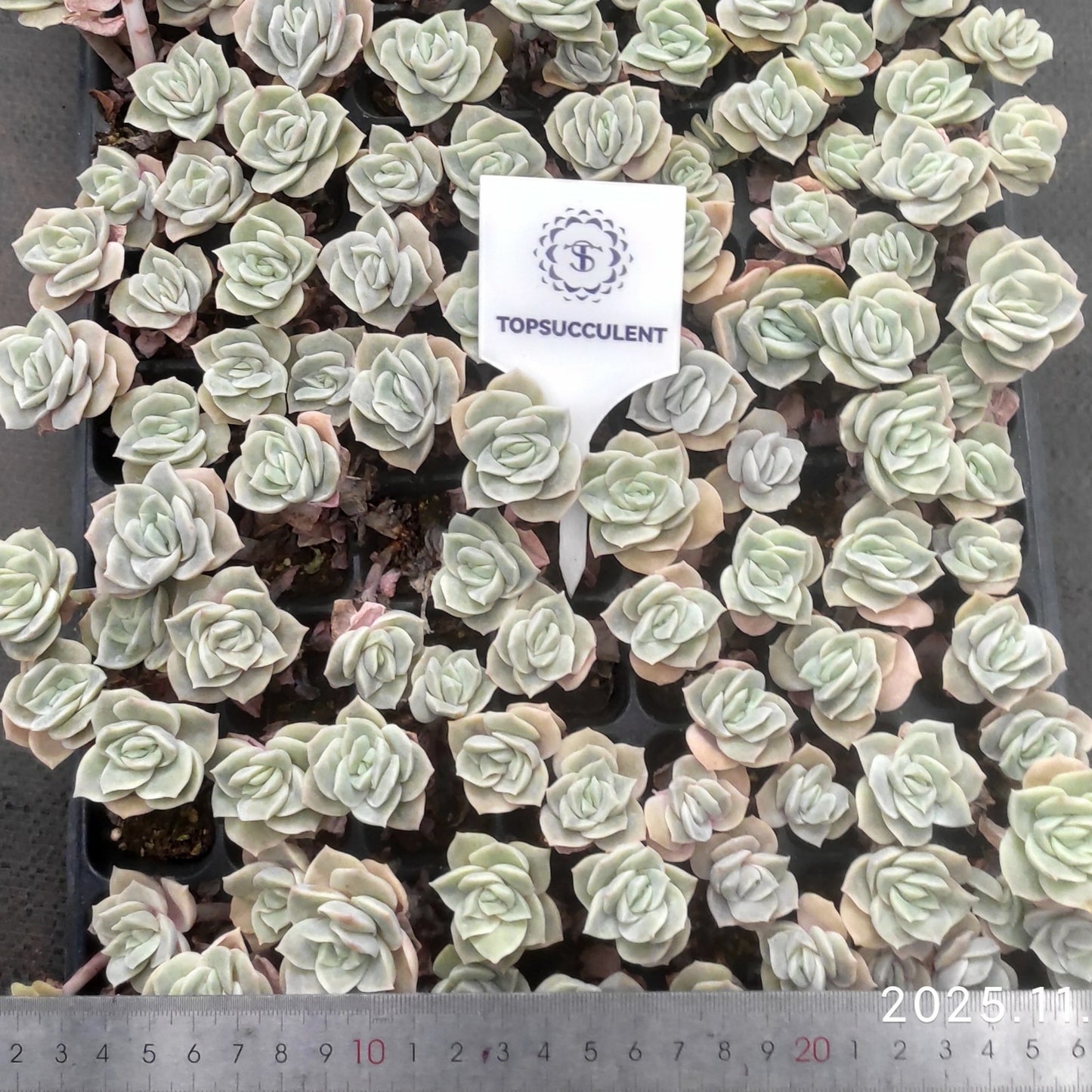 22147  ラブリーローズ（3cm pot）（ポット苗）