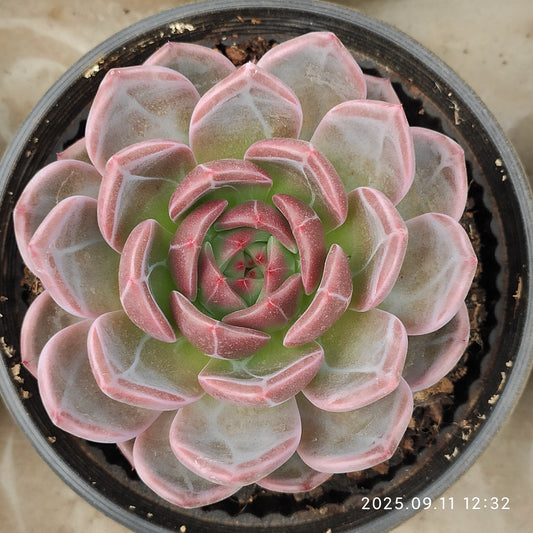 THH074 モンローQ（15cm pot）