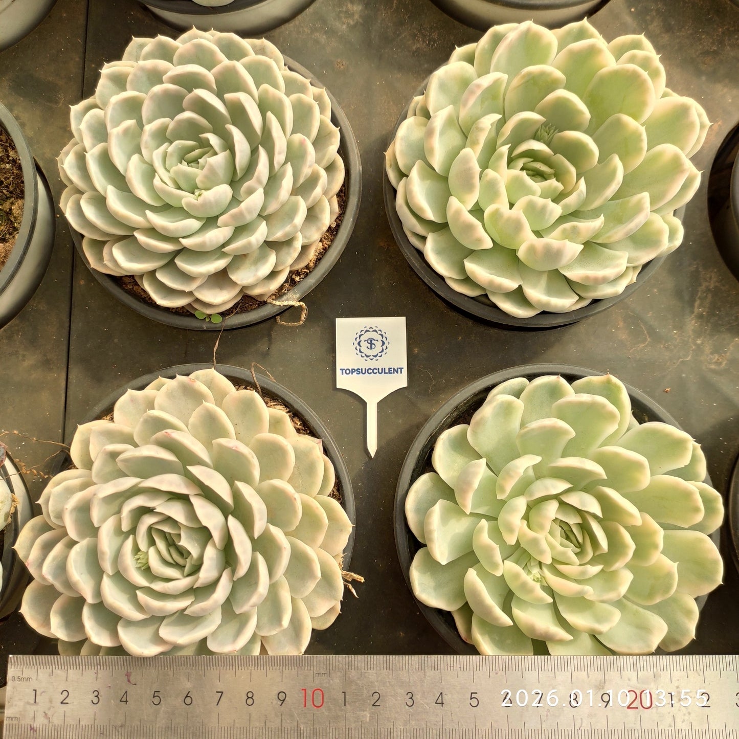 22320 スノーボール 錦