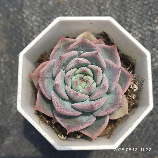 LYC101 かキャロライン（6.5 cm pot）