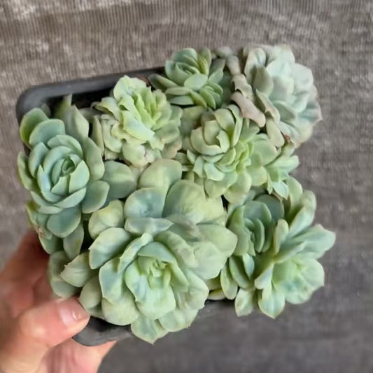 24822 バブル　クロス