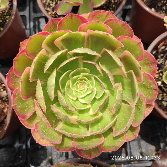 THH019 ピーコック　フェザーズ（15cm pot）