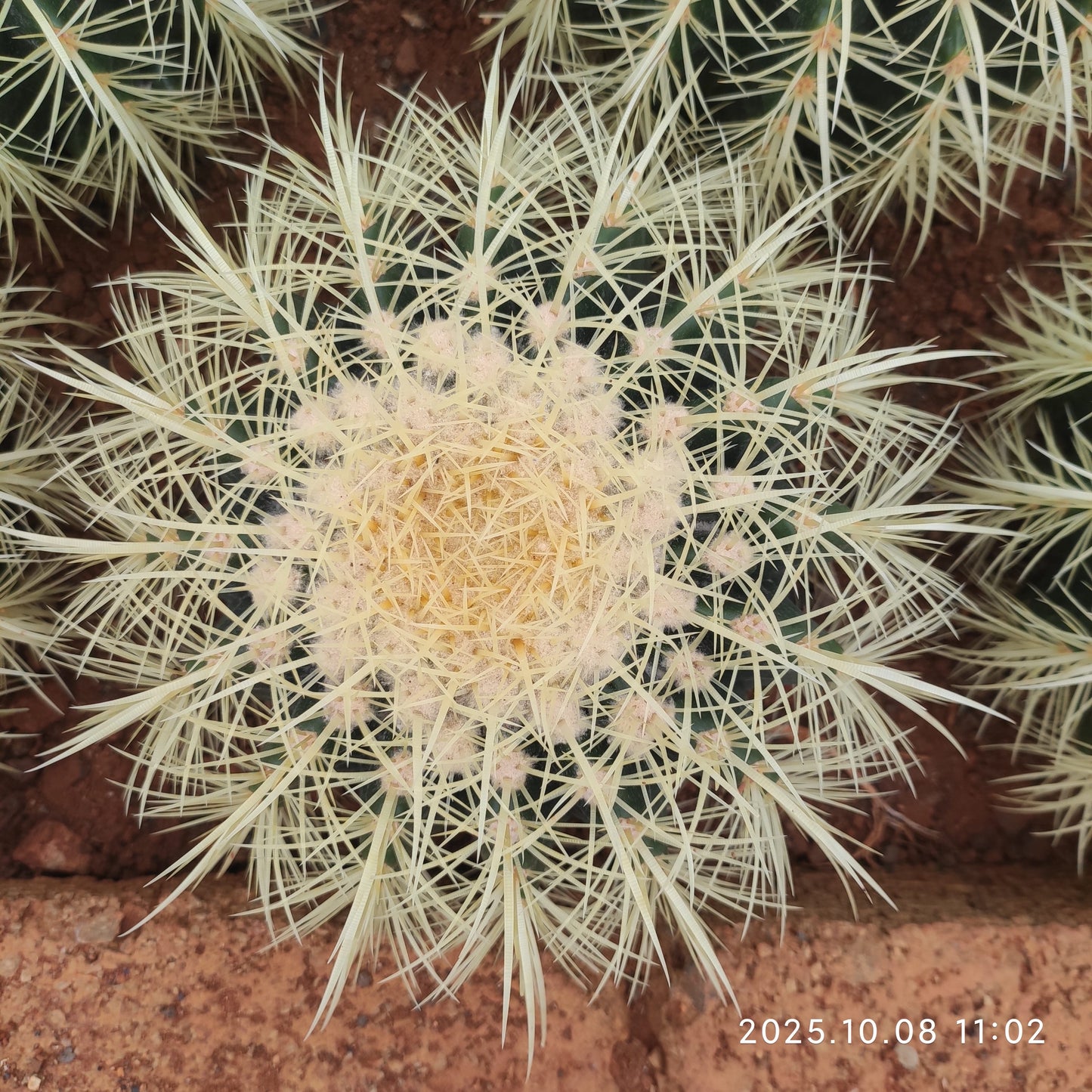 DMC031 金鯱（18cm pot）