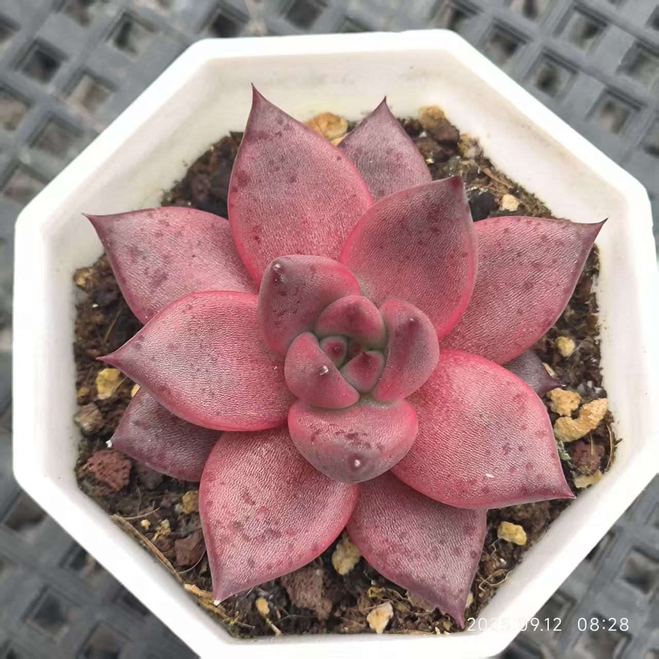 20614 ロメオ（6.5cm pot）