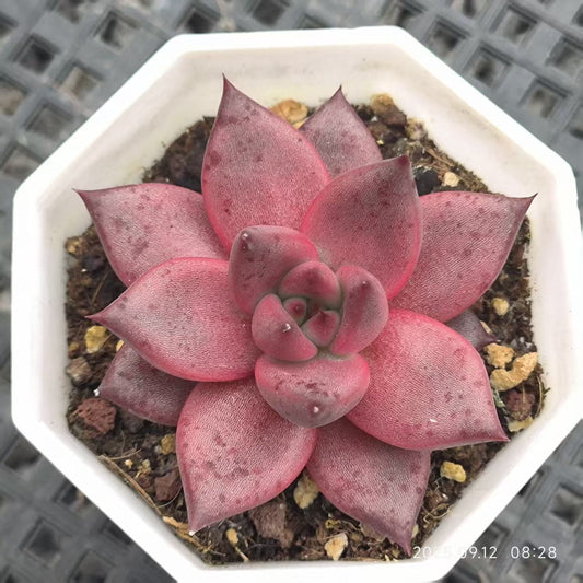 RDD330 ロメオ（6.5cm pot）