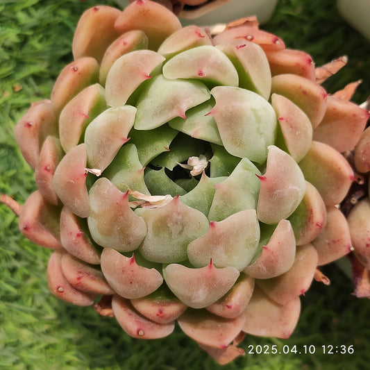 NGN136 ビーテル x ピンク　ザラーゴーサー（7cm pot）