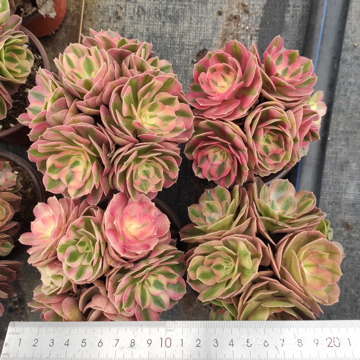 QZY004 アエオニウム　ゴージャス（12cm pot）