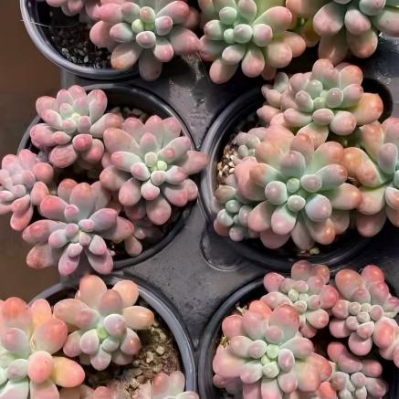 23504 ファット　スター（9cm pot）