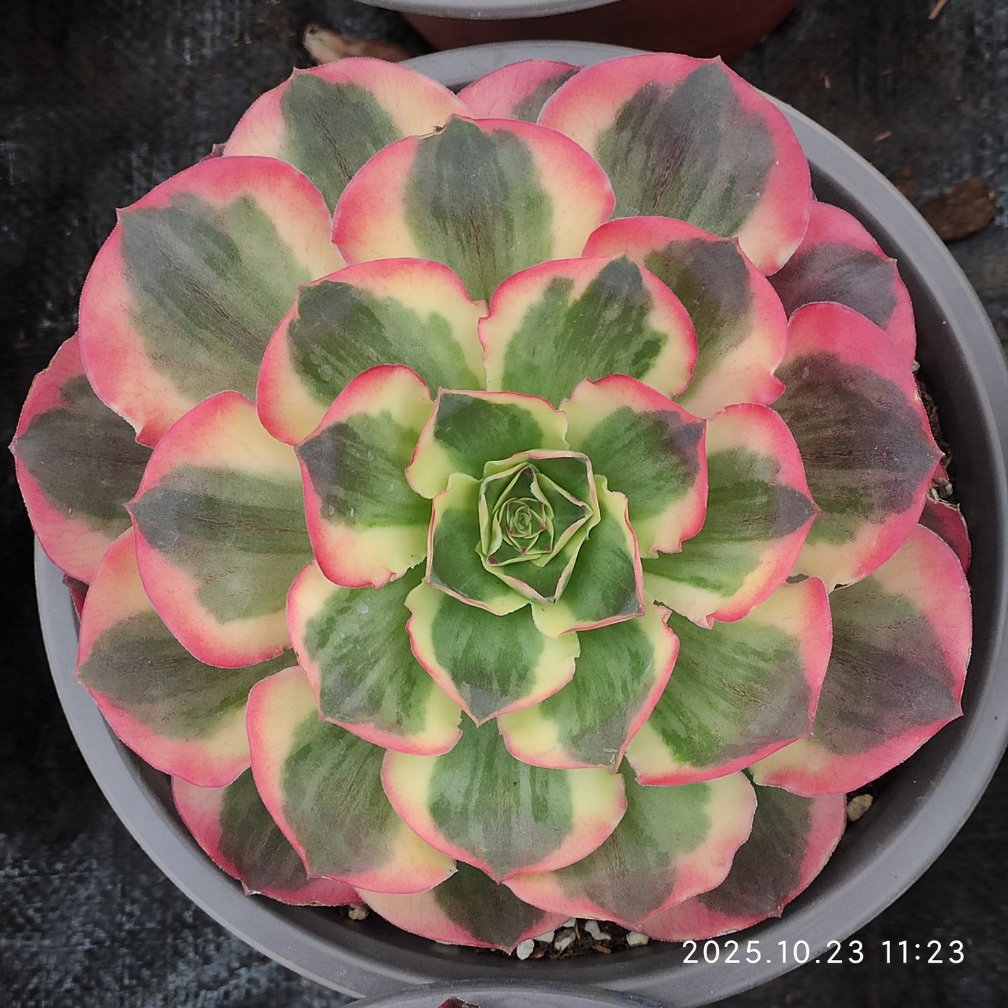 THEH030 アエオニウム　ウィッチ（12cm pot）