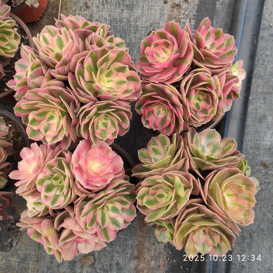 QZY004 アエオニウム　ゴージャス（12cm pot）