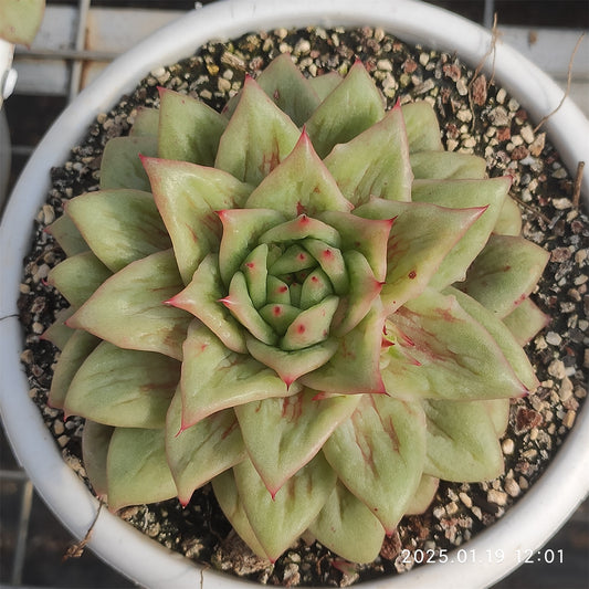 NGN405 リンカーン(16cm pot)