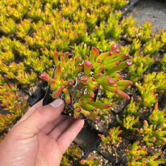 24465 クラッスラ　オブリくア　ゴルム