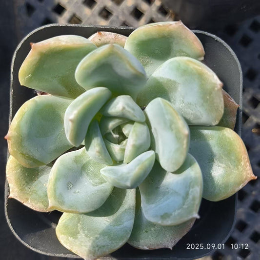KD047 スリョン（6.5cm pot）