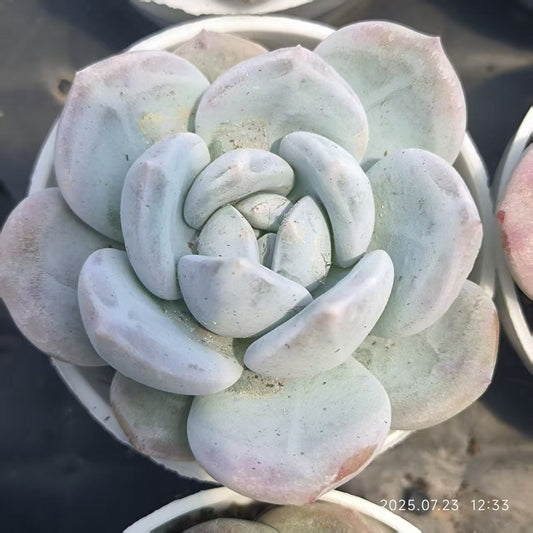 XL083 スノーピーチ（5cm pot）