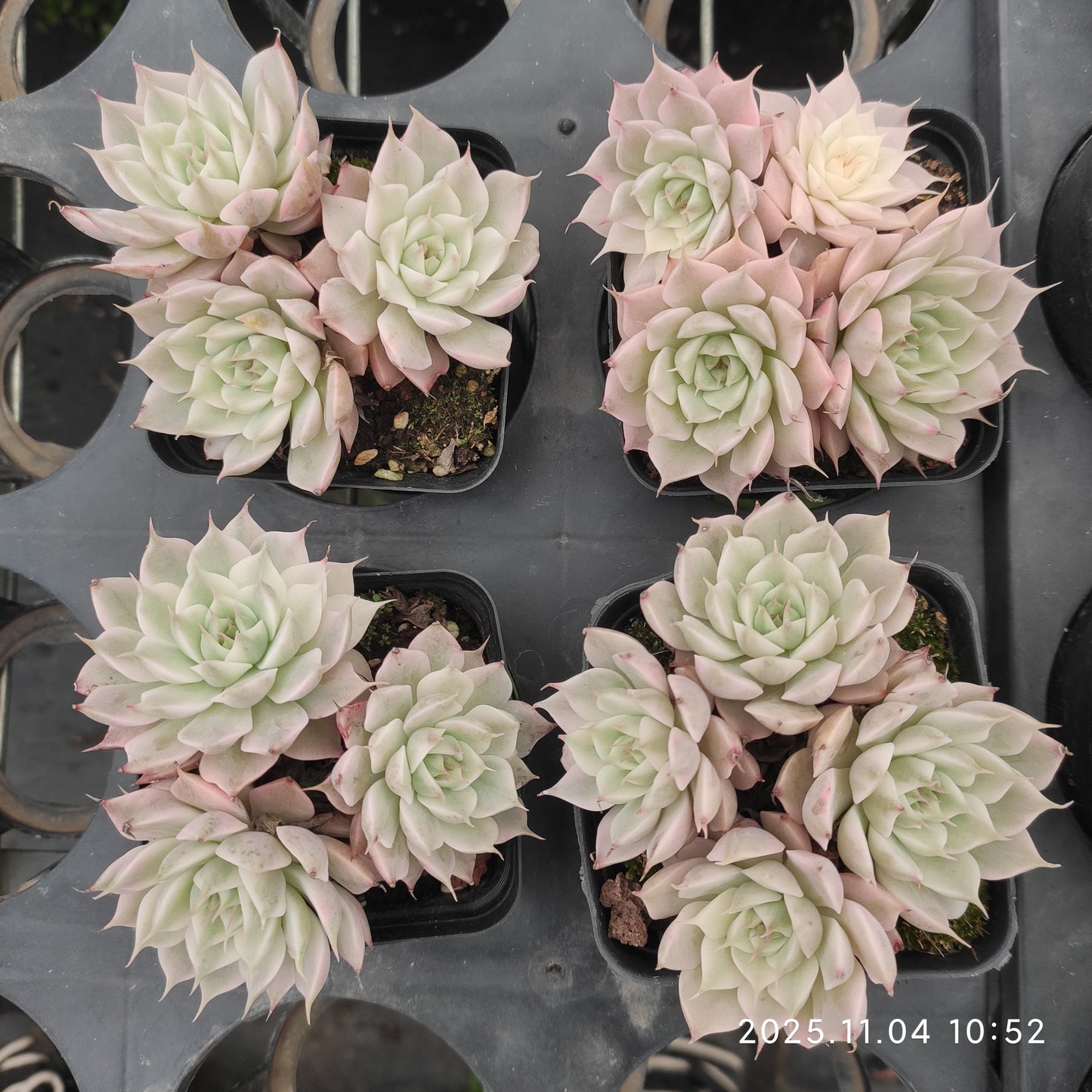 22265 マゲーレット錦（7cm pot）