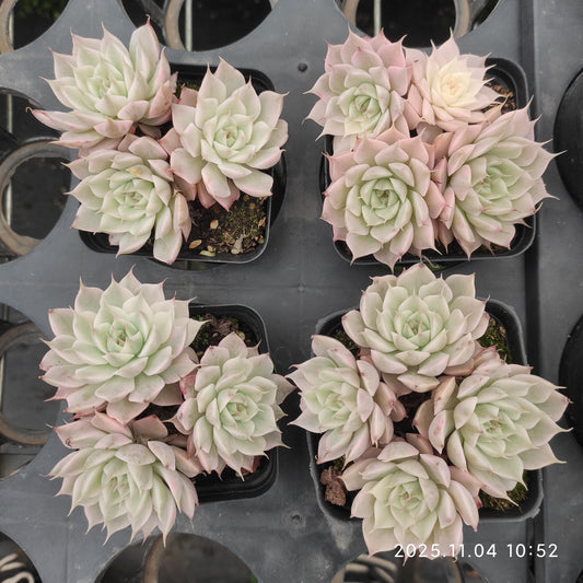 22265 マゲーレット錦（7cm pot）